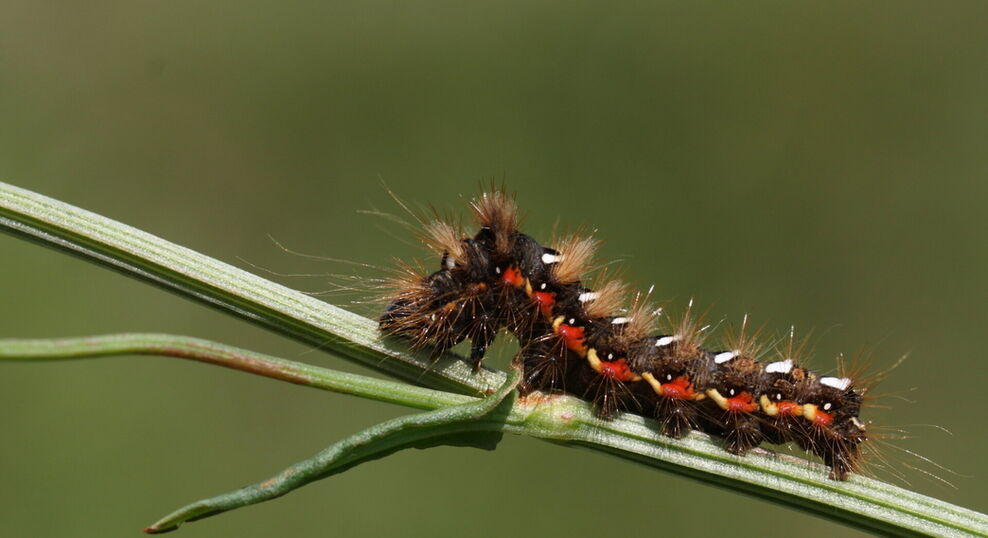 identify-caterpillars-gloucestershire-wildlife-trust